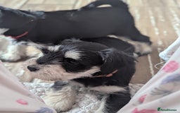 Miniature Schnauzer dogs for sale: Kc reg miniature schnauzer pups available  - Image 3