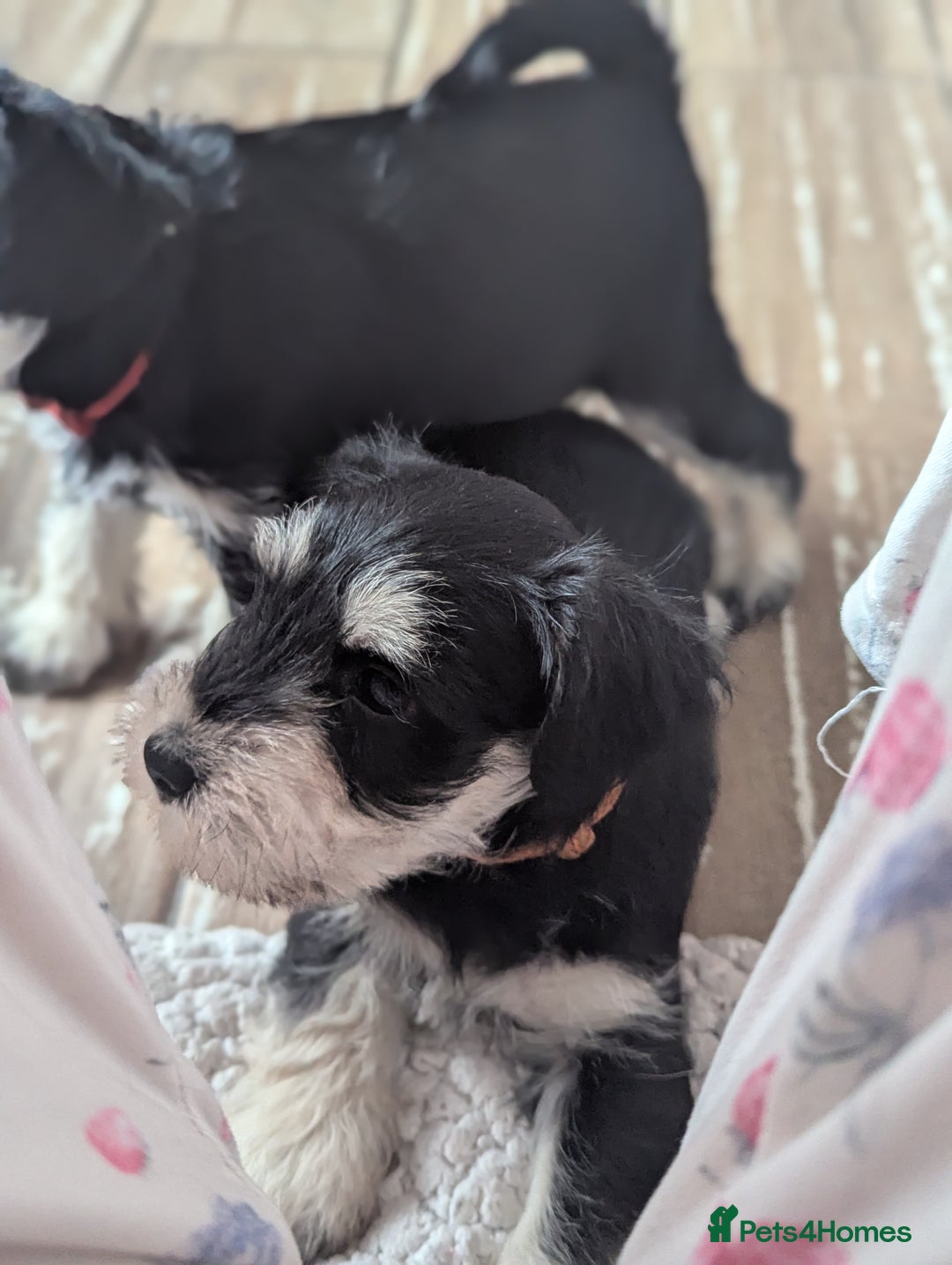 Miniature Schnauzer dogs for sale: Kc reg miniature schnauzer pups available  - Image 3