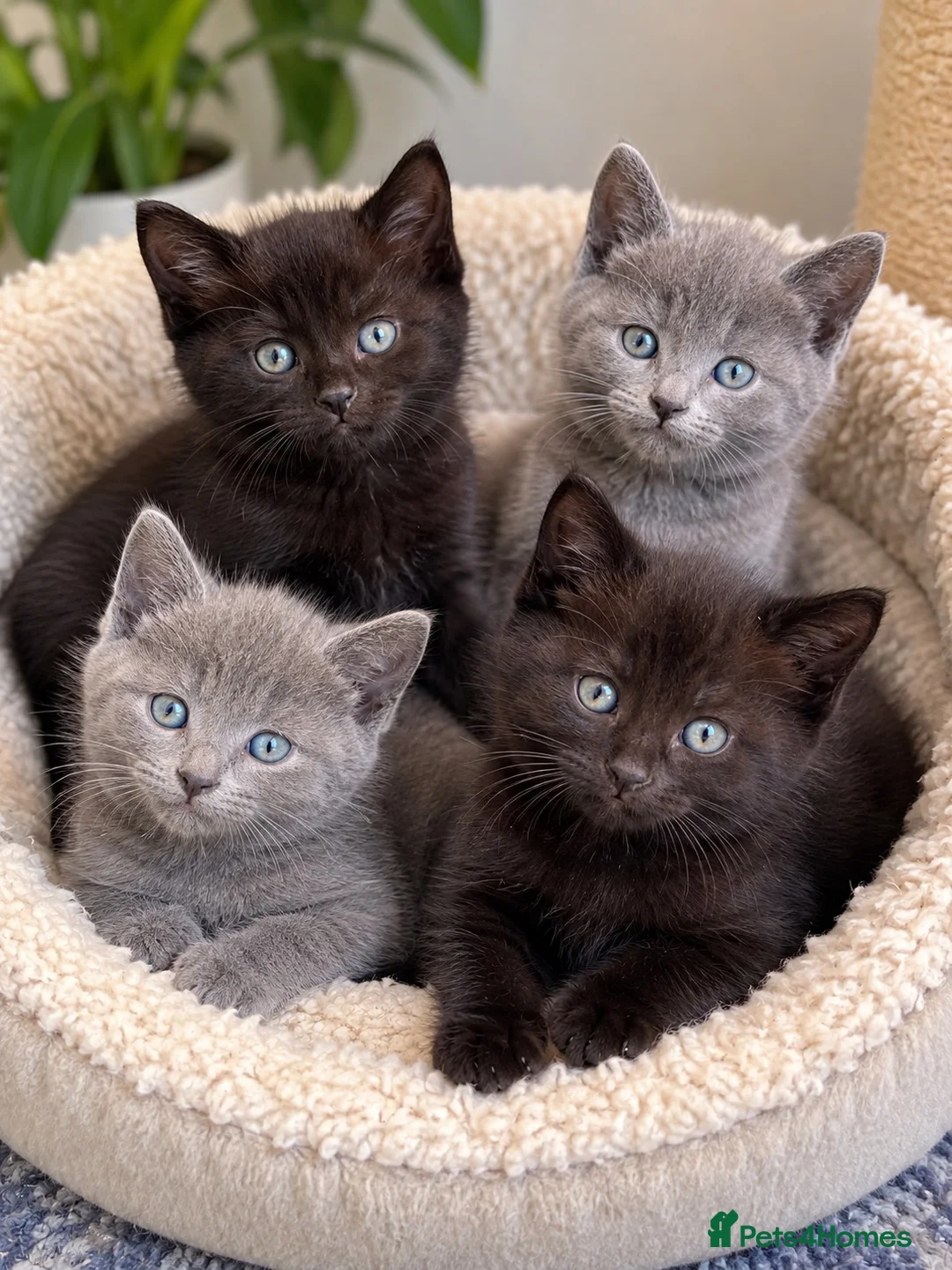 Mixed Breed cats for sale: 4 Adorable Kittens Looking for Loving Homes in Bristol - Advert 2