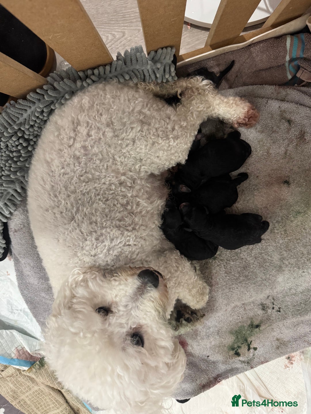 Poochon dogs for sale: Gorgeous Poochon puppies 2 girls 3 boys - Advert 19