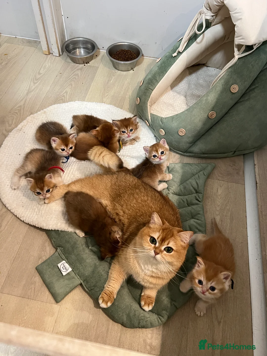 British Shorthair cats for sale: VET BRED HEALTH TESTED  - Advert 2