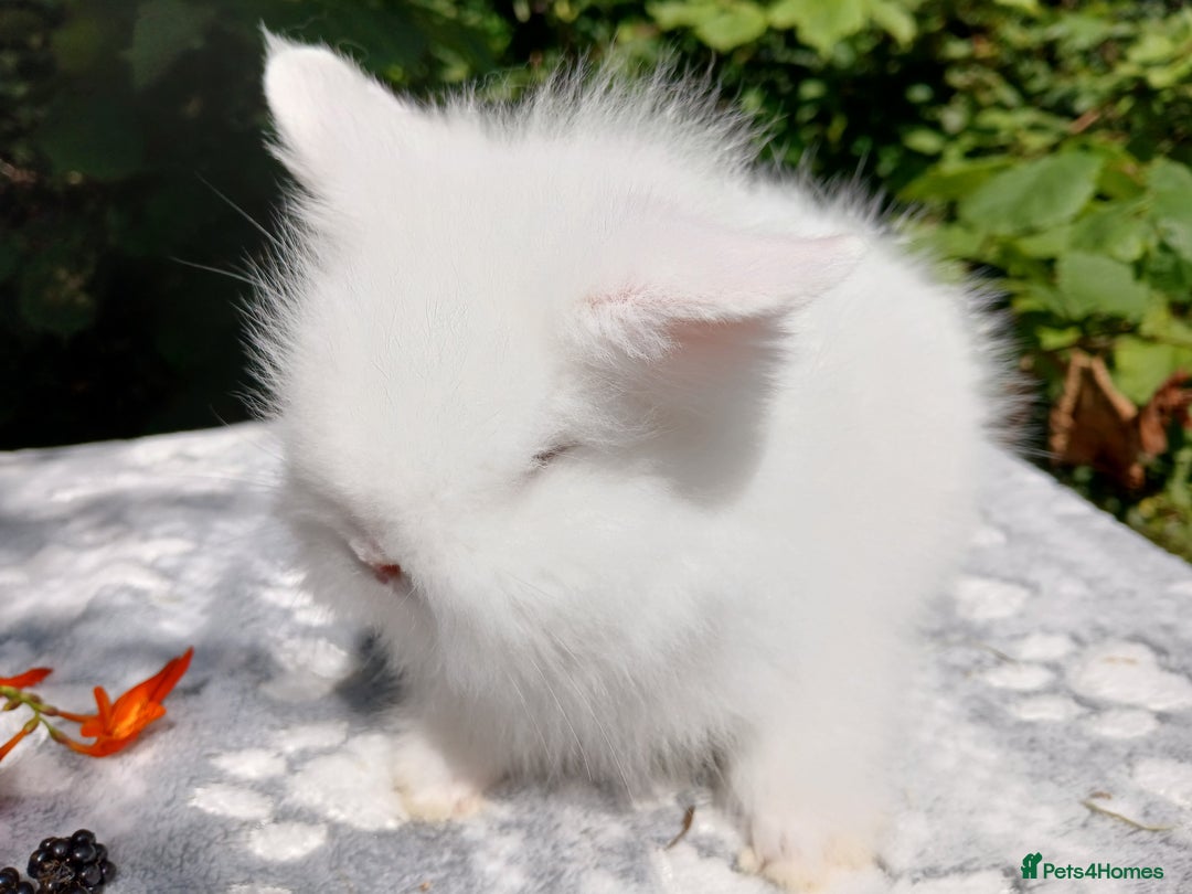 Lionhead rabbits for sale: Stunning DM Lionhead baby rabbits  - Image 13