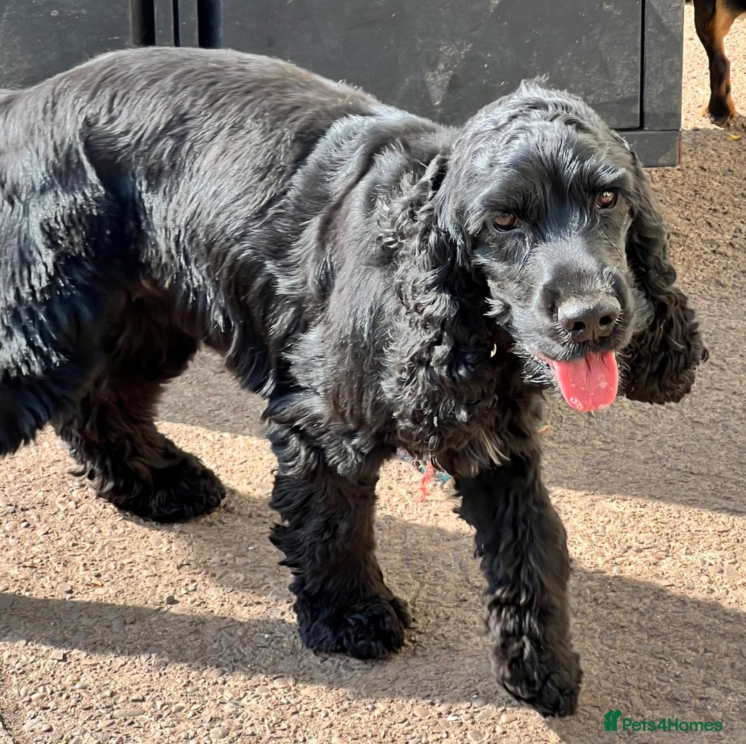 Cocker Spaniel dogs for sale: Adult kc reg show cocker spaniel  - Advert 2
