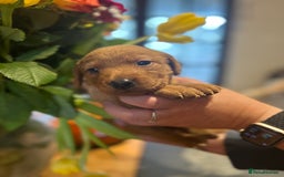 Labrador Retriever dogs for sale: Beautiful fox red and yellow lab puppies  - Image 15