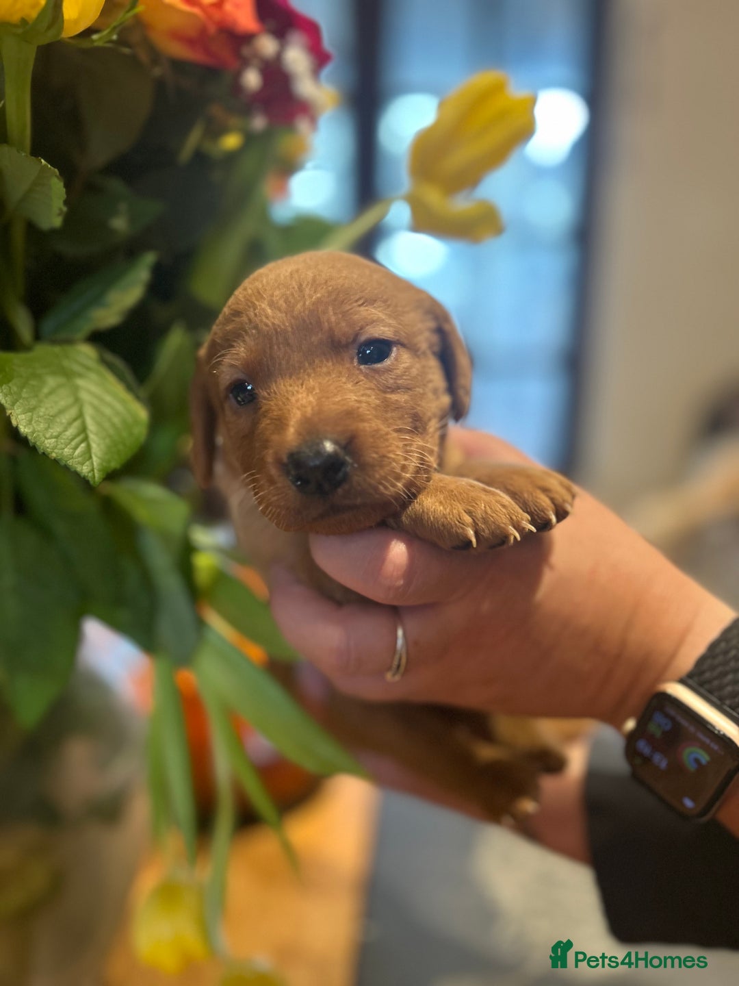 Labrador Retriever dogs for sale: Beautiful fox red and yellow lab puppies  - Image 15