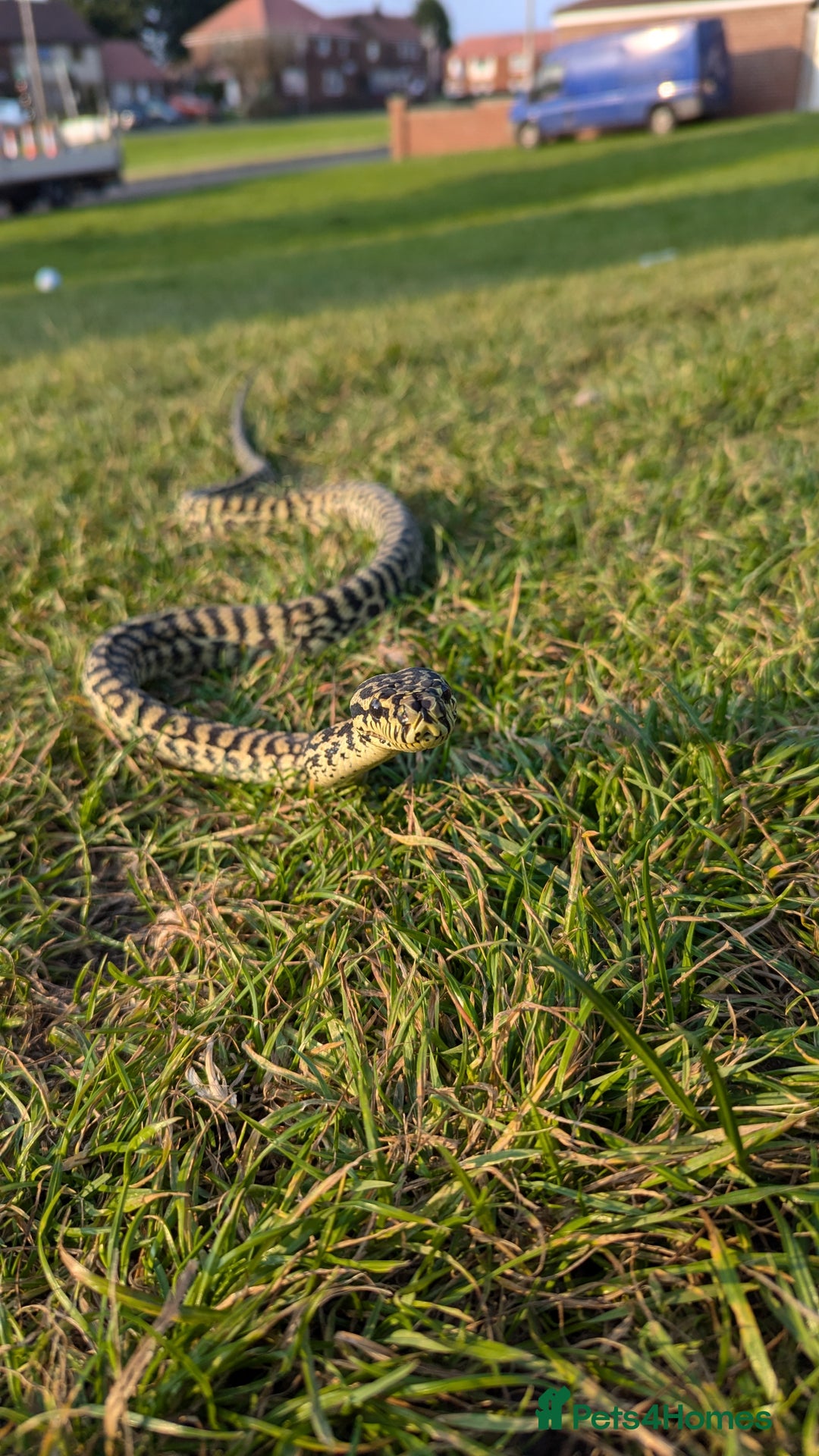 Python Snake reptiles for sale: Pythons for sale - Advert 3