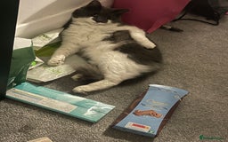 Mixed Breed cats for sale: Flimflam & Bojo - Image 39