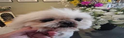 Shih Tzu dogs for sale: Stunning retire imperial cream/white boy - Advert 5