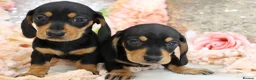Miniature Dachshund dogs for sale: KC Miniature Dachshund Puppies - Advert 4