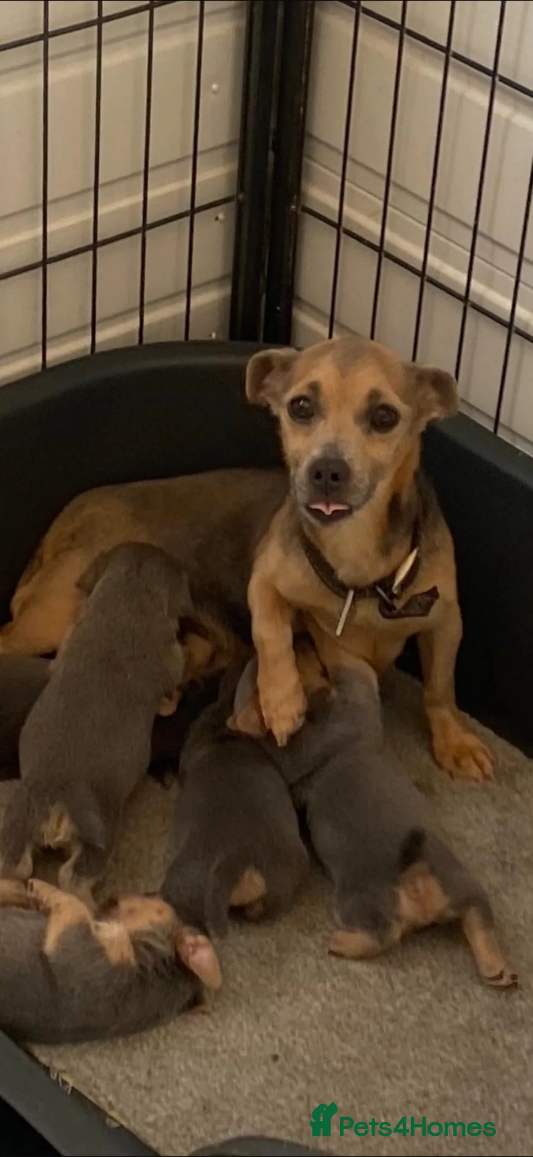 Jack Russell dogs for sale: Blue and tan + lilac and tan mini Jack Russell  - Advert 2