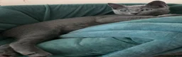 Russian Blue cats for sale: Russian Blue boy , N.London - Advert 3