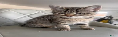 Domestic Shorthair Kitten 2