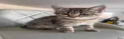 Domestic Shorthair cats for sale: Beautiful 3 Month Old Brown Tabby Kittens - Advert 4
