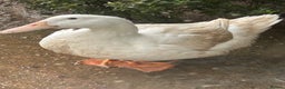 Ducks poultry for sale: 3 Pekin ducks for sale  - Advert 2