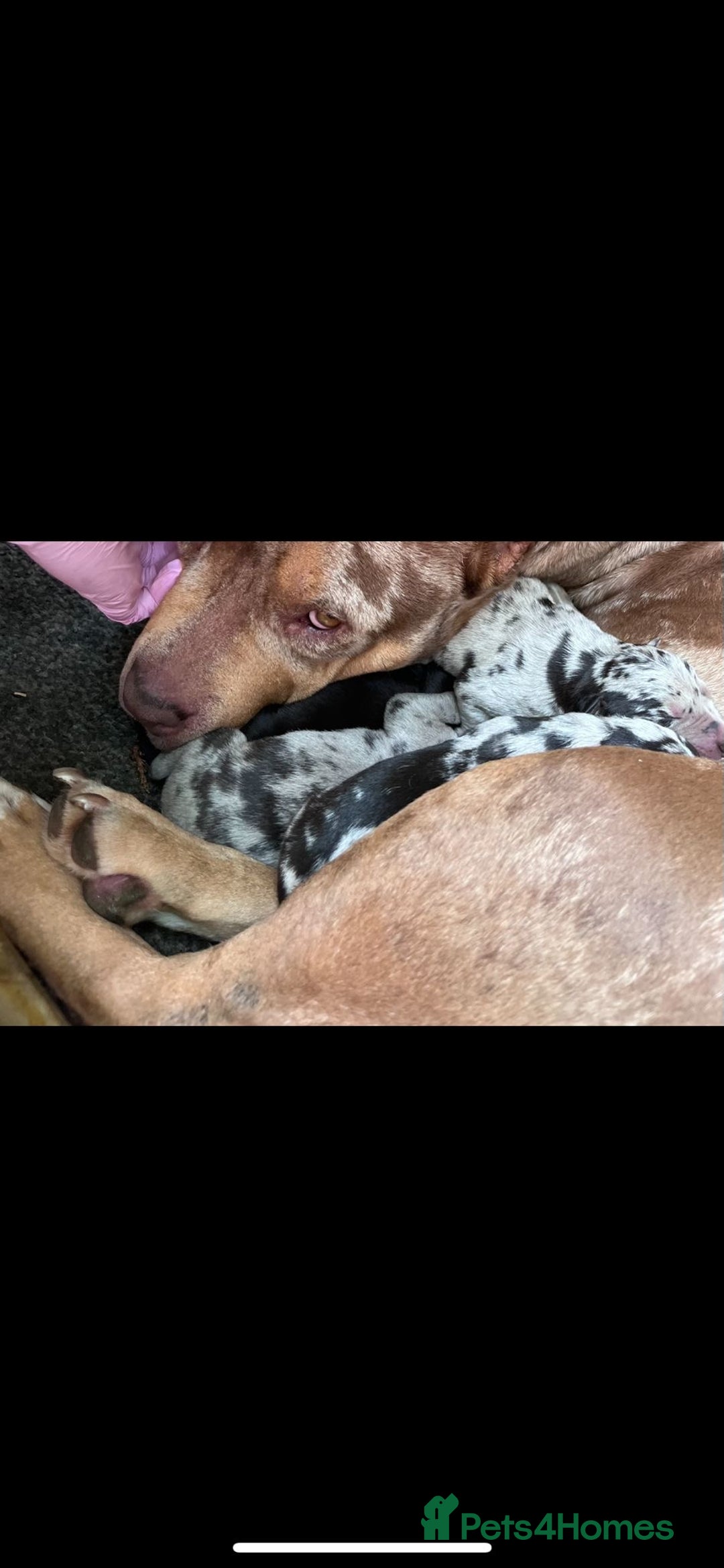 Mixed Breed dogs for sale: BorderBullies - Image 12