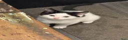 Mixed Breed cats for sale: Mix breed kittens - Advert 3