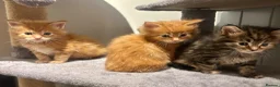 Ragcoon cats for sale: Beautiful Ragcoon kittens 🐱  - Advert 17
