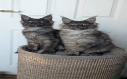 Maine Coon cats for sale: Maine coon kittens, Tica registered  - Image 21