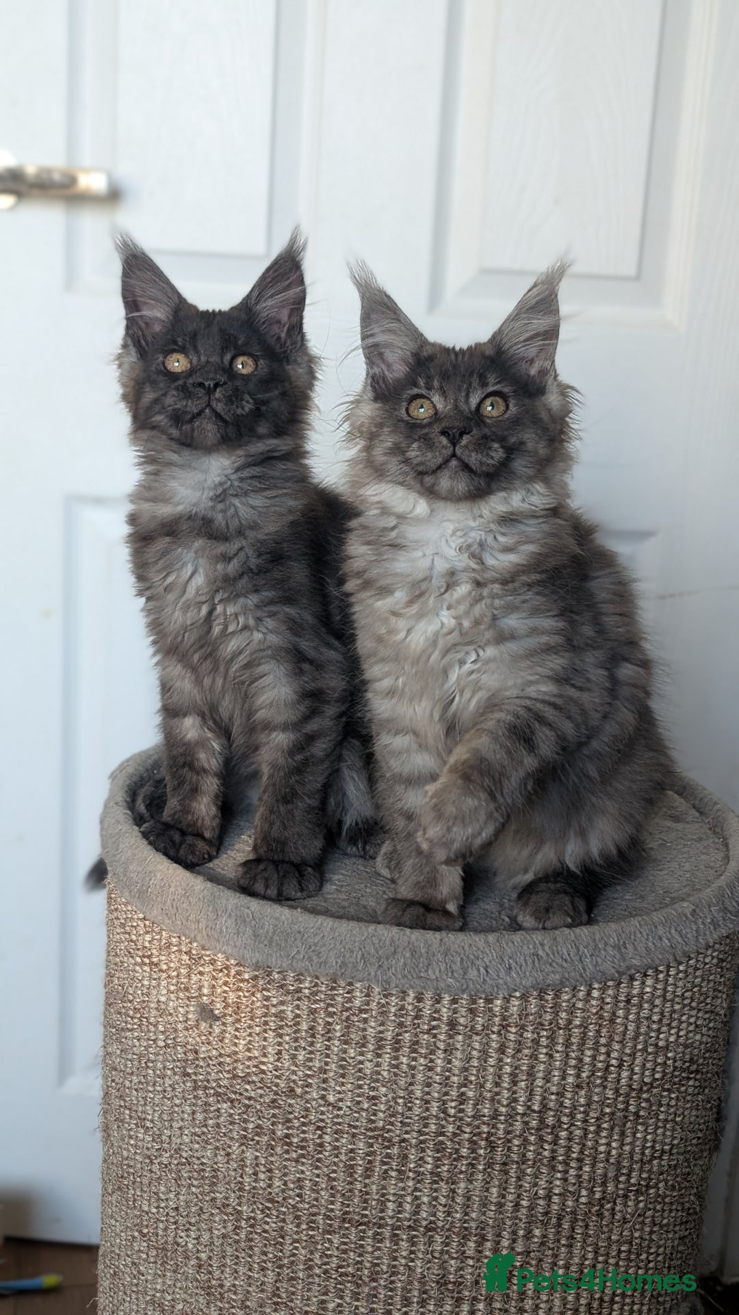 Maine Coon cats for sale: Maine coon kittens, Tica registered  - Image 21