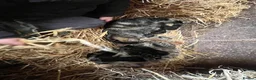 Mixed Breed cats for sale: Yard cats - Advert 7