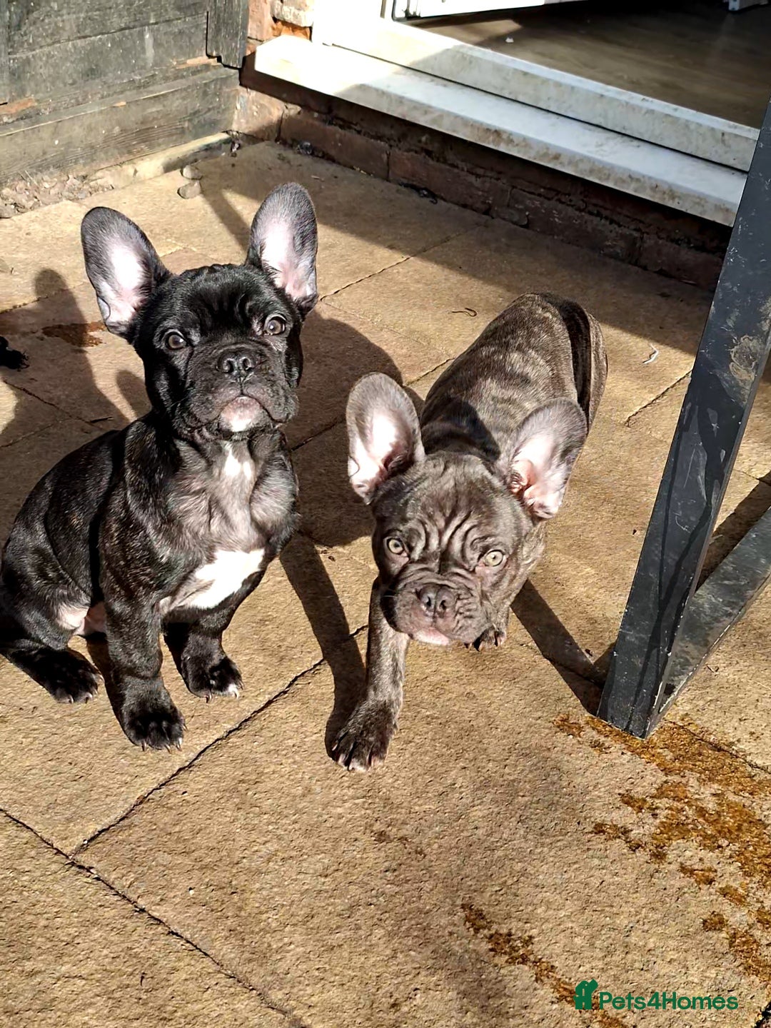 French Bulldog dogs for sale: Loving home needed - Image 10