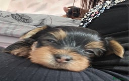 Yorkshire Terrier dogs for sale: Yorkshire terrier (miniature)READY NOW - Image 26