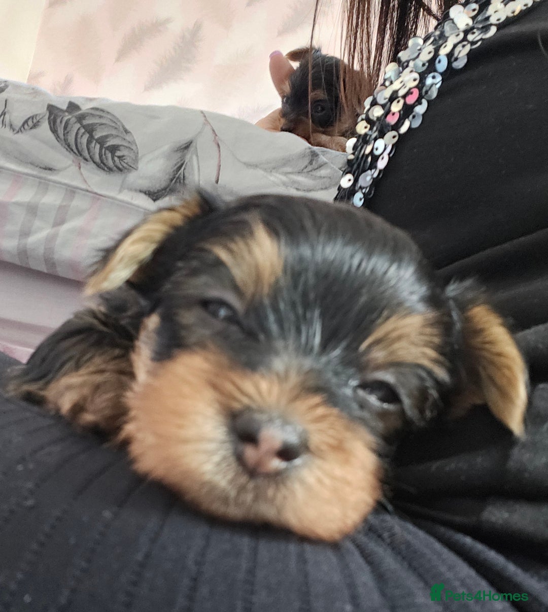 Yorkshire Terrier dogs for sale: Yorkshire terrier (miniature)READY NOW - Image 26