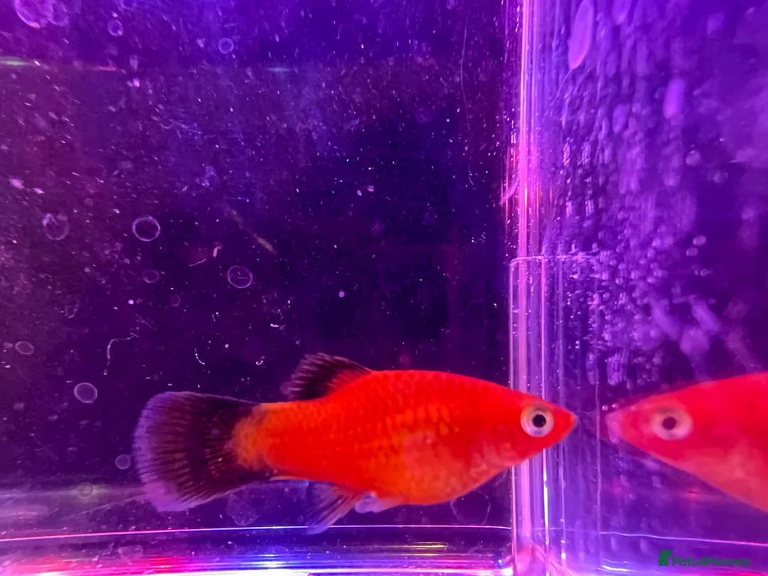 Live Bearers fish for sale: A variety of fish for sale in Bromley - Advert 2