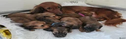 Miniature Dachshund dogs for sale: STUNNING KC SHADED RED LONG HAIR - Advert 32