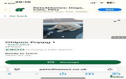 Shihpoo dogs for sale: Shi poo  - Image 6