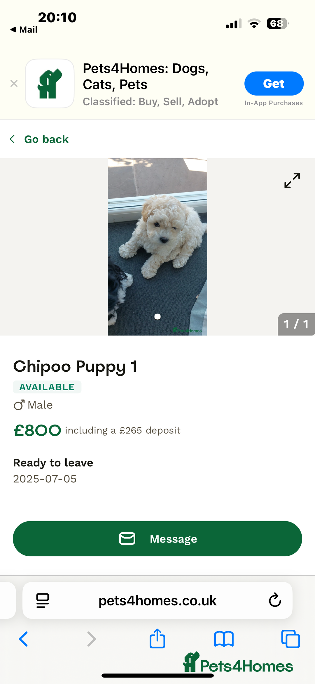 Shihpoo dogs for sale: Shi poo  - Image 6