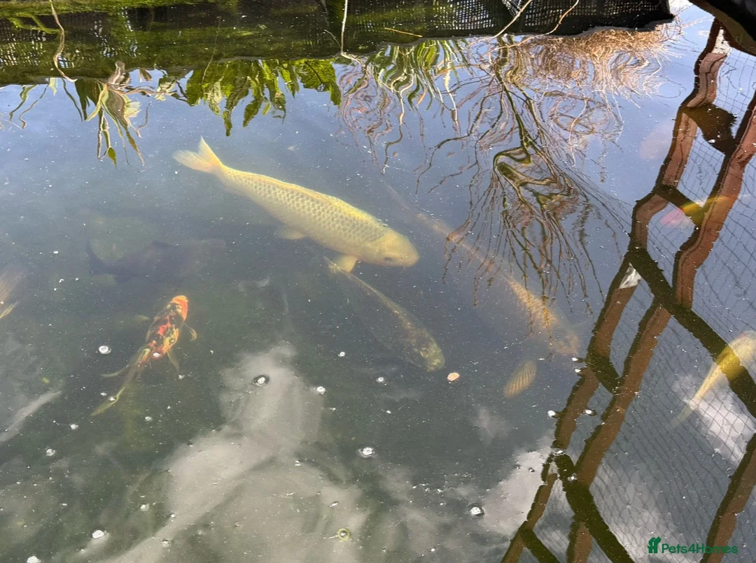 Koi Carp fish for sale: Koi and goldfish looking for new home - Advert 2
