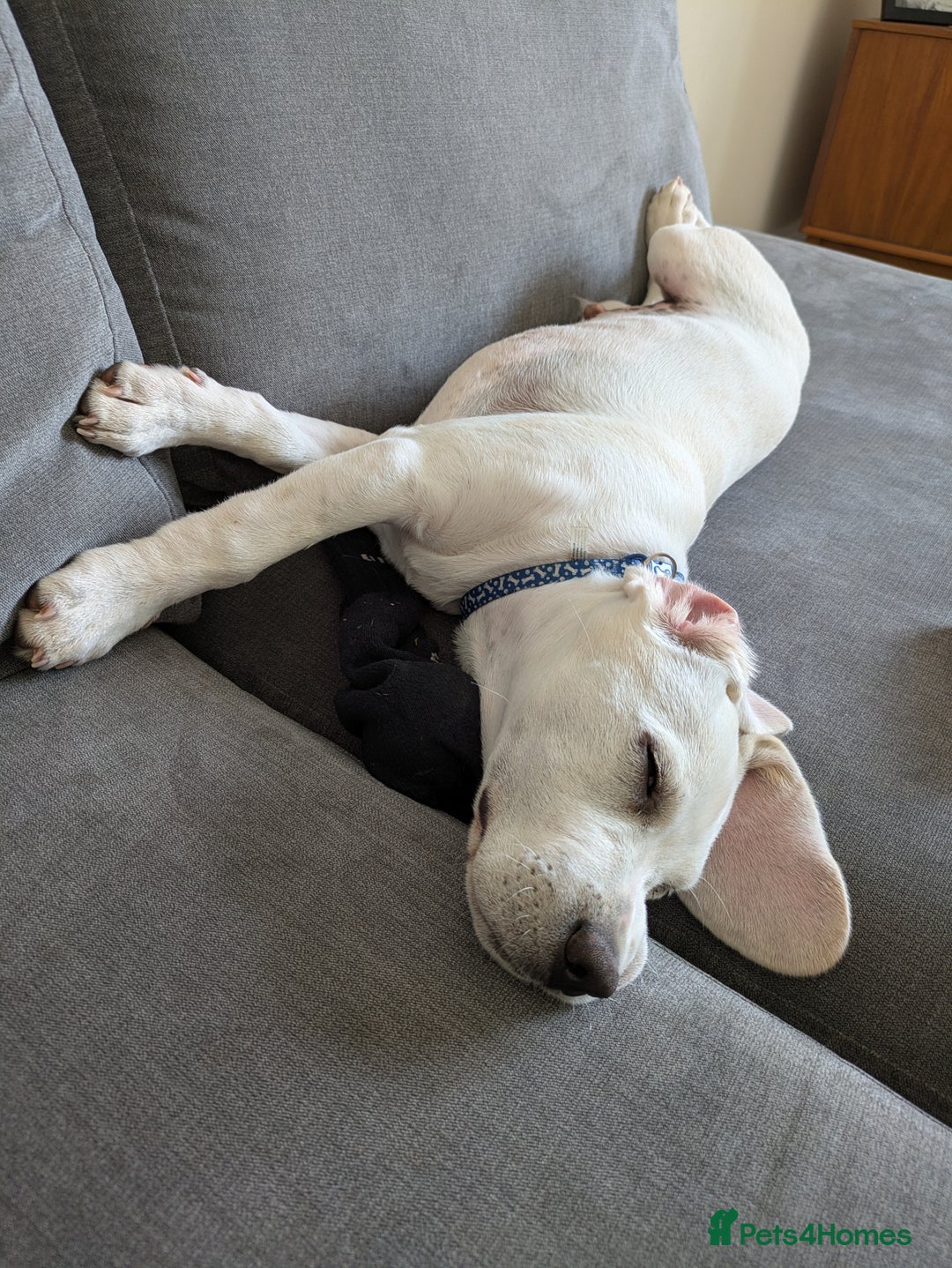 Beagle dogs for sale: Lenny the Lemon Beagle  - Image 11