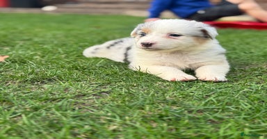 Australian Shepherd dogs - Advert 8
