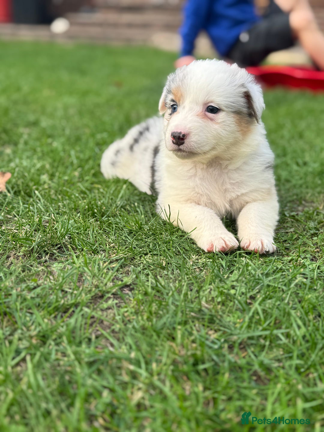 Australian Shepherd dogs for sale: 2 KC registered puppies remaining! Price drop  - Image 8