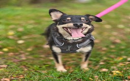 Mixed Breed dogs for adoption: 💖🐶 BUKA 🐶💖 - Image 23