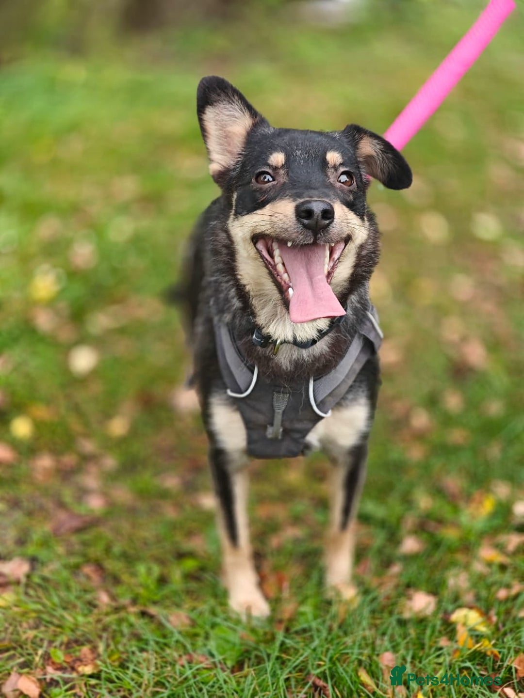 Mixed Breed dogs for adoption: 💖🐶 BUKA 🐶💖 - Image 23