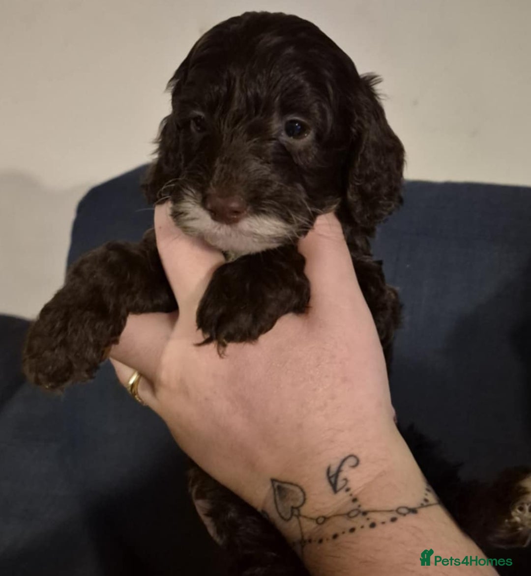 Cockapoo dogs for sale: Fantastic health tested F1b TOY COCKAPOOS - Advert 6