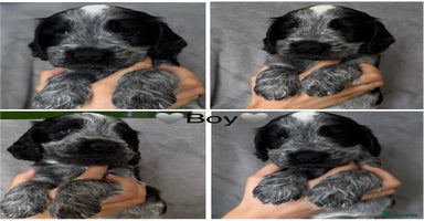 Cocker Spaniel dogs - Advert 5