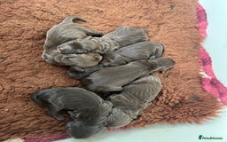 Sprocker dogs for sale: Chocolate sprocker spaniel puppies  - Image 11