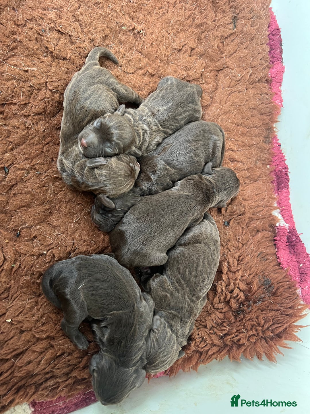 Sprocker dogs for sale: Chocolate sprocker spaniel puppies  - Image 11