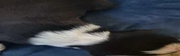 Border Collie dogs for sale: Border Collie puppies in Manchester - Advert 16