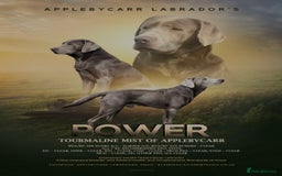 Labrador Retriever dogs for sale: Health Tested KC Registered Labradors - Image 11
