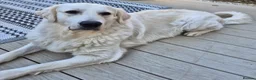 Golden Retriever dogs for sale: Seeking forever home - Advert 2