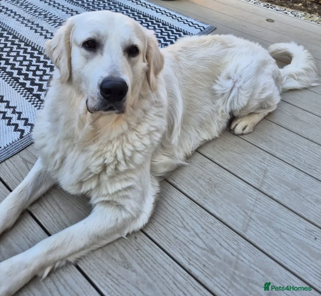 Golden Retriever dogs for sale: Seeking forever home - Advert 2