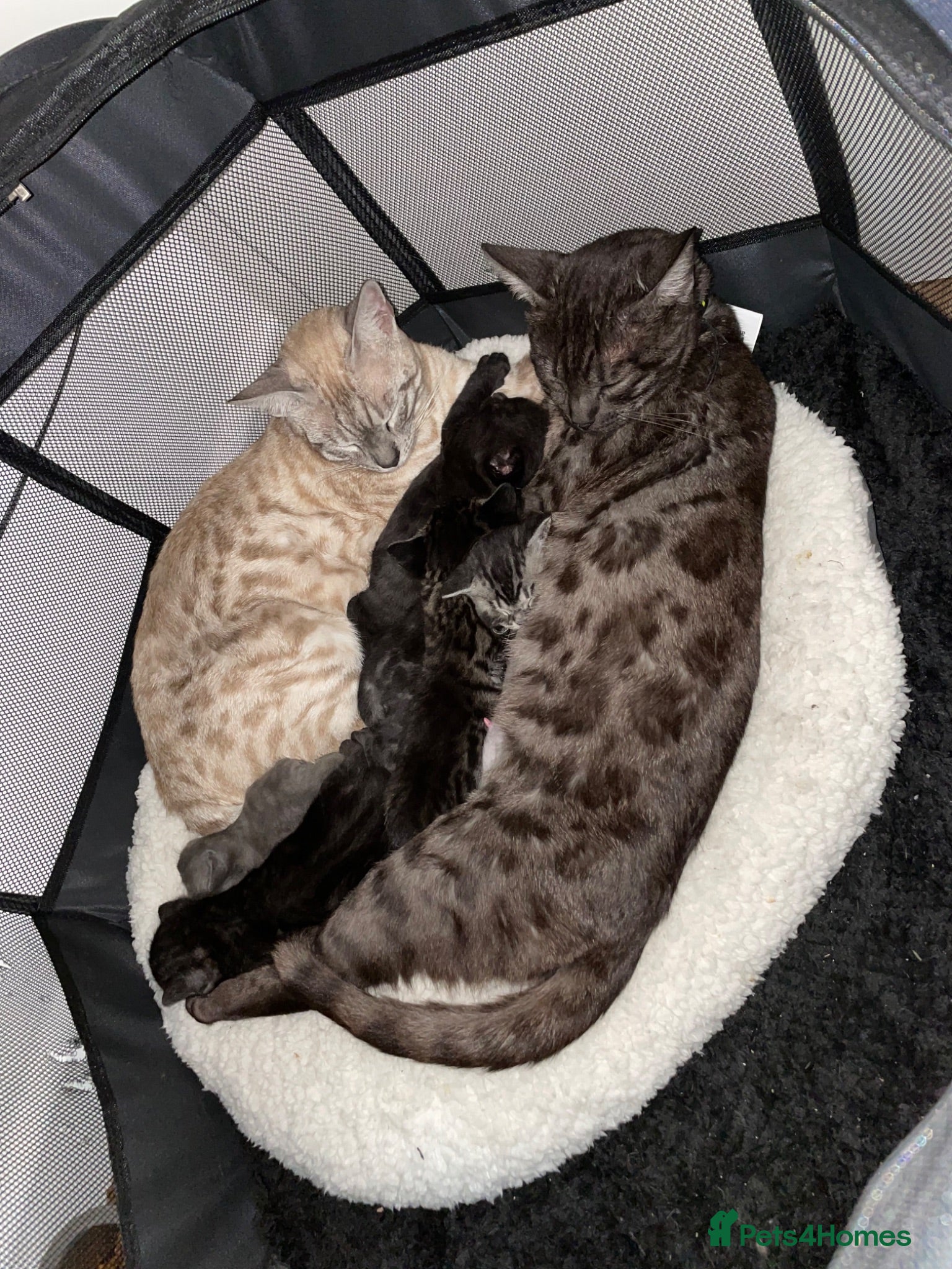 Mixed Breed cats Bengal/British Shorthair - Advert 4