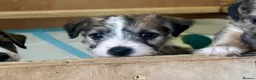 Mixed Breed dogs for sale: 2 Beautiful male terrier puppies  - Advert 3