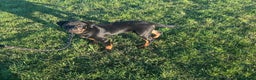 Rottweiler dogs for sale: Rottweiler  - Advert 4