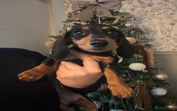 Miniature Dachshund dogs for sale: Beautiful miniature dachshund - Advert 2