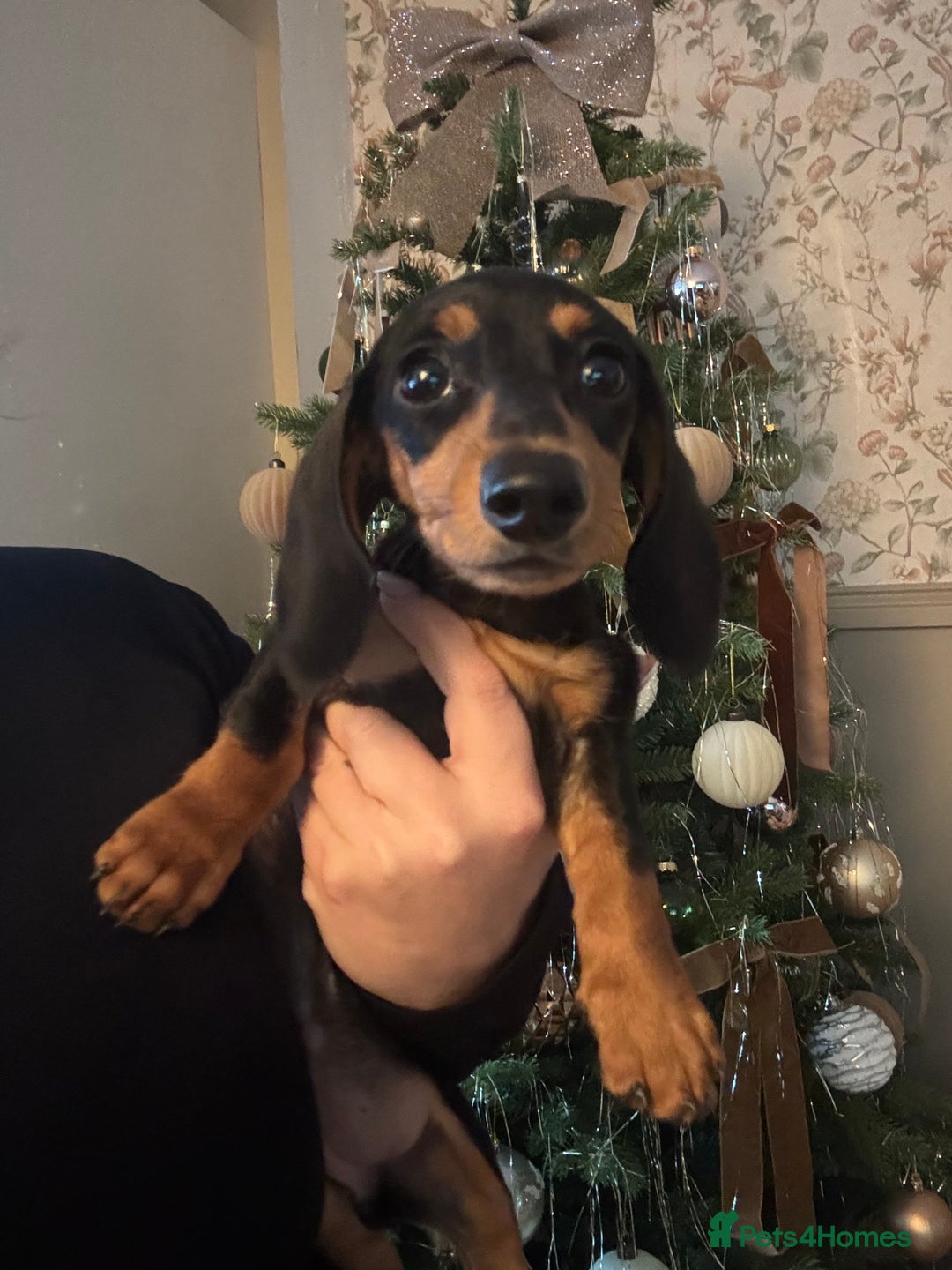Miniature Dachshund dogs for sale: Beautiful miniature dachshund - Advert 2